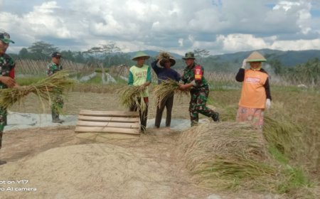 Babinsa Koramil 10 Bawang Bantu Petani Panen Padi di Desa Masaran
