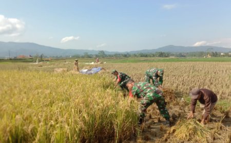 Turun ke Sawah Babinsa Koramil Banjarmangu Bantu Petani Panen Raya di Jenggawur