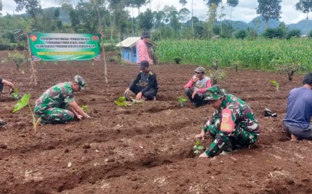 Hijaukan Bumi Danramil Kalibening Bersama Warga Tanam 200 Pohon Kopi Arabika Komasti