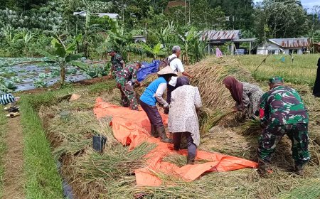 Anggota Koramil 17 Wanayasa beramai - ramai bantu Petani panen padi