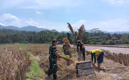 Babinsa Bantu Petani Panen Padi di Desa Nagasari
