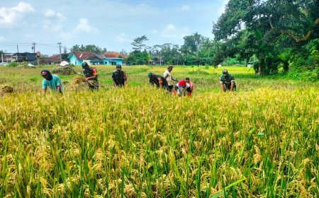 Koramil Punggelan Aktif Dampingi Petani Panen Padi