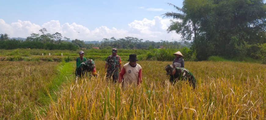 Panen Serentak di Luwung TNI dan Petani Bergandengan Tangan