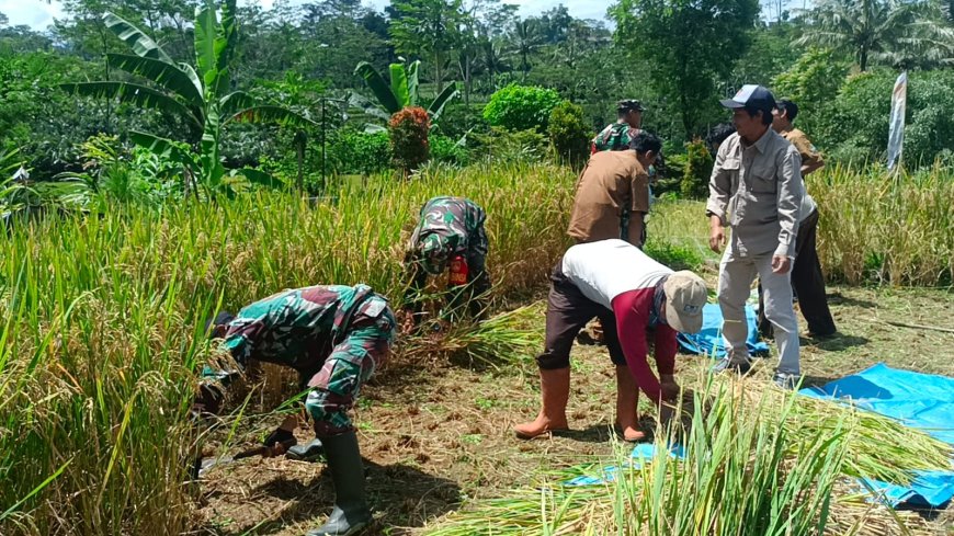 Dukungan Nyata Koramil Wanayasa untuk Swasembada Pangan