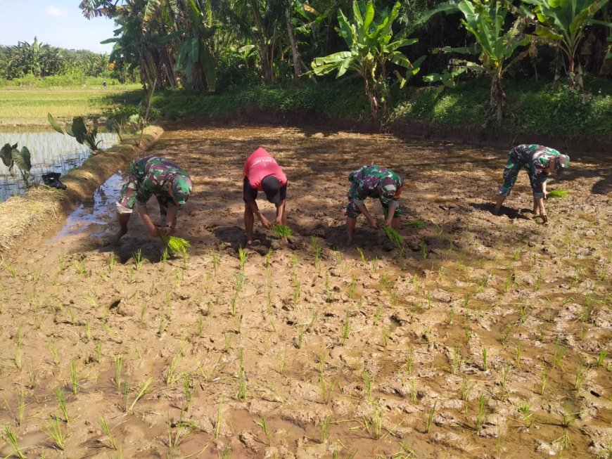 Babinsa Klampok Dampingi Petani Tanam Padi Wujud Nyata Dukung Program Ketahanan Pangan Kasad
