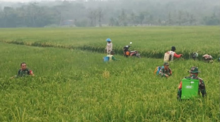 Babinsa Bantu Semprot Hama Petani Lebih Tenang Hadapi Ancaman Gagal Panen