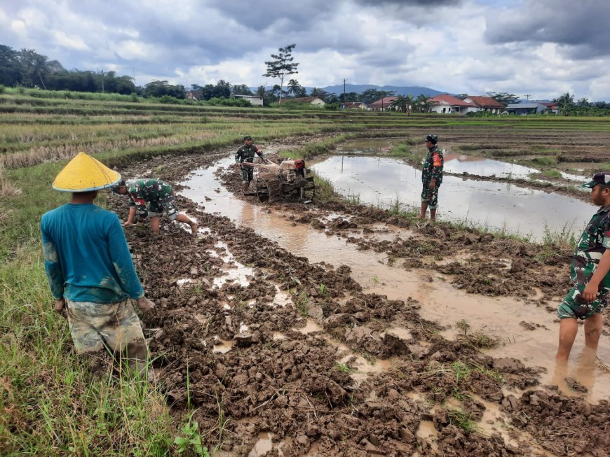 Babinsa Turun Sawah Bantu Petani Olah Lahan di Gumingsir