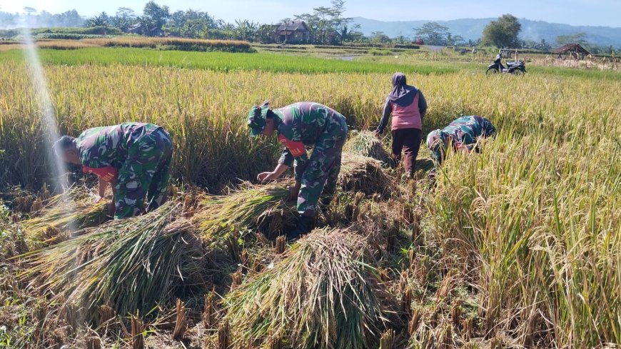 Babinsa Panen Padi Bersama Petani Wujud Nyata Dukung Ketahanan Pangan di Kutayasa
