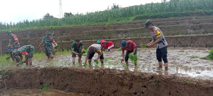 Babinsa Tanam Padi Bersama Petani Bukti Nyata TNI Hadir untuk Rakyat