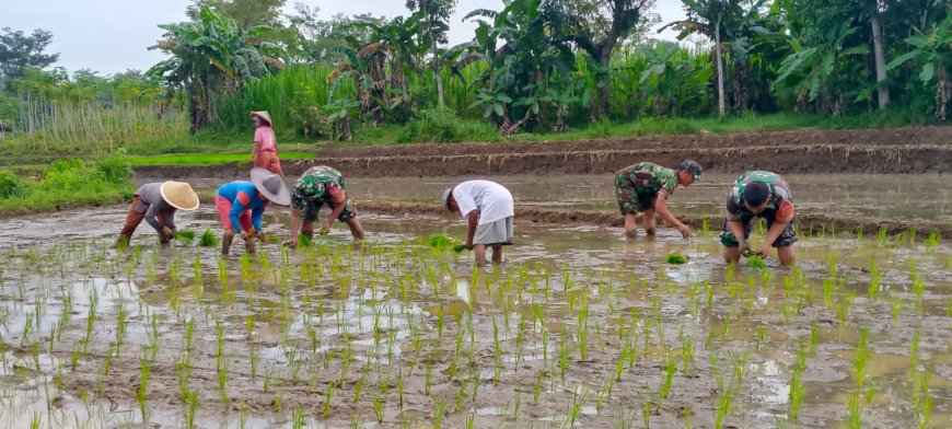 Babinsa Tidak Ragu-Ragu Terjun Ke Sawah Membantu Petani Penanaman Padi