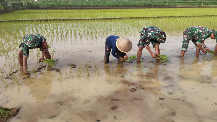 Turun ke Sawah Serma Sagi Dampingi Petani Tanam Padi Varietas Unggul Inpari 32