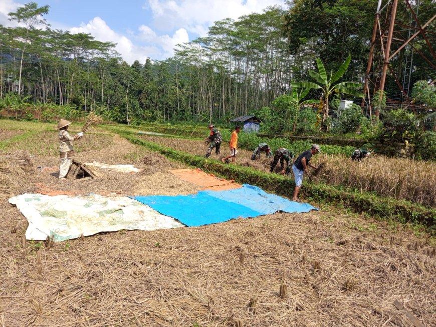 Dukung Program Hanpangan Danramil dan Babinsa turun Langsung membantu warga Panen Padi