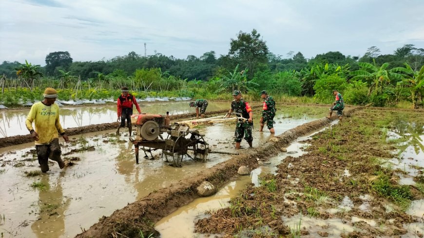Percepat Masa Tanam Koramil 11 Punggelan Bantu Petani membajak Sawah