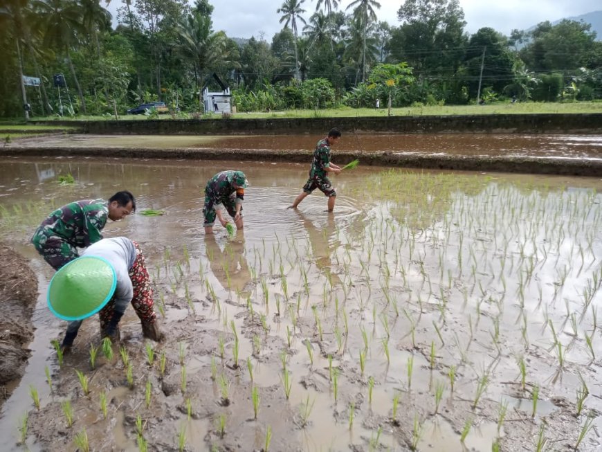 Babinsa bersama petani menanam bibit padi