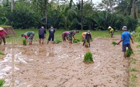 Semangat Tanam Padi Bersama TNI Koramil Wanayasa Hadir di Tengah Petani