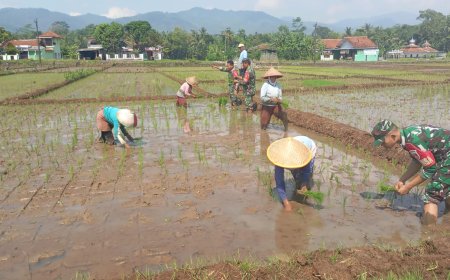 Menyatu dengan Sawah Koramil 02 Klampok Dukung Ketahanan Pangan Lewat Tanam Padi Bersama Petani