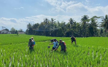 Dukung Ketahanan Pangan Anggota Koramil 01 Banjarnegara Dampingi Petani Semprotkan Pestisida