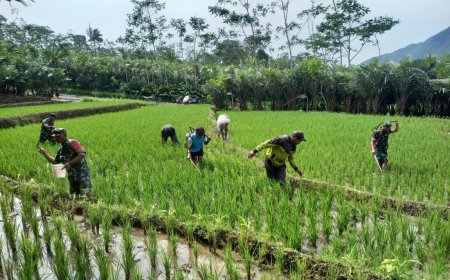 Babinsa Bantu Petani Melaksankan Pemupukan Dan Penyemprotan  Tanaman Padi