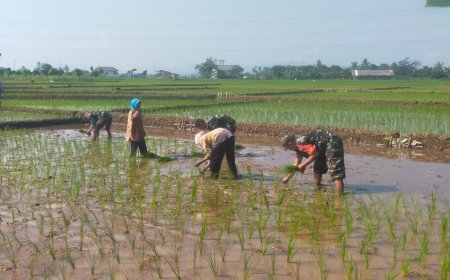 Kemanunggalan TNI dan Rakyat Koramil 15 Rakit Bersama Kelompok Tani Tanam Padi di Desa Rakit