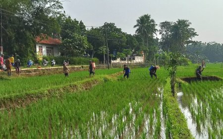 Babinsa dan BPP Bersinergi Bantu Petani Atasi Hama Wereng di Susukan