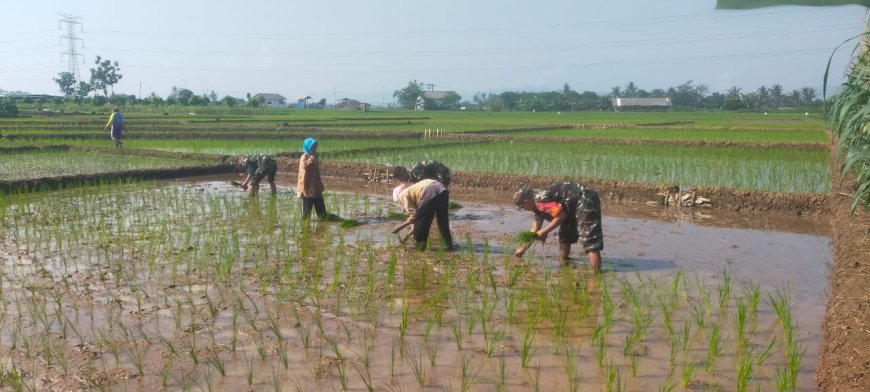 Kemanunggalan TNI dan Rakyat Koramil 15 Rakit Bersama Kelompok Tani Tanam Padi di Desa Rakit
