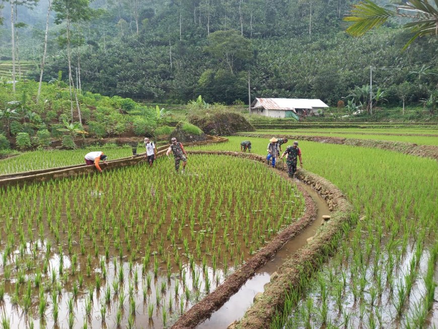 Babinsa Koramil 04 Karangkobar Bantu Petani Perawatan Tanaman dan PenyemprotanHama Padi