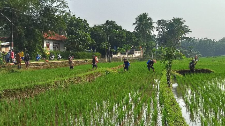Babinsa dan BPP Bersinergi Bantu Petani Atasi Hama Wereng di Susukan