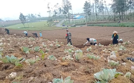 Wujud Nyata Sukseskan Ketahan Pangan Koramil 05 Batur Bantu Petani Olah Lahan