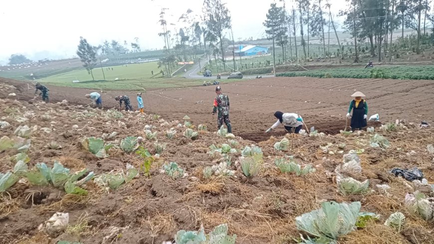 Wujud Nyata Sukseskan Ketahan Pangan Koramil 05 Batur Bantu Petani Olah Lahan