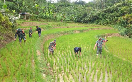 Wujudkan Ketahanan Pangan Babinsa Bantu Petani Semprot Tanaman Padi