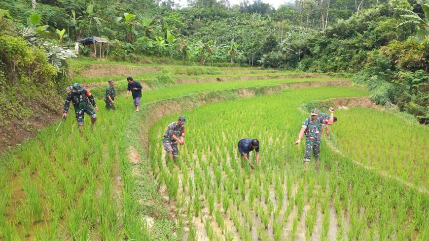 Wujudkan Ketahanan Pangan Babinsa Bantu Petani Semprot Tanaman Padi