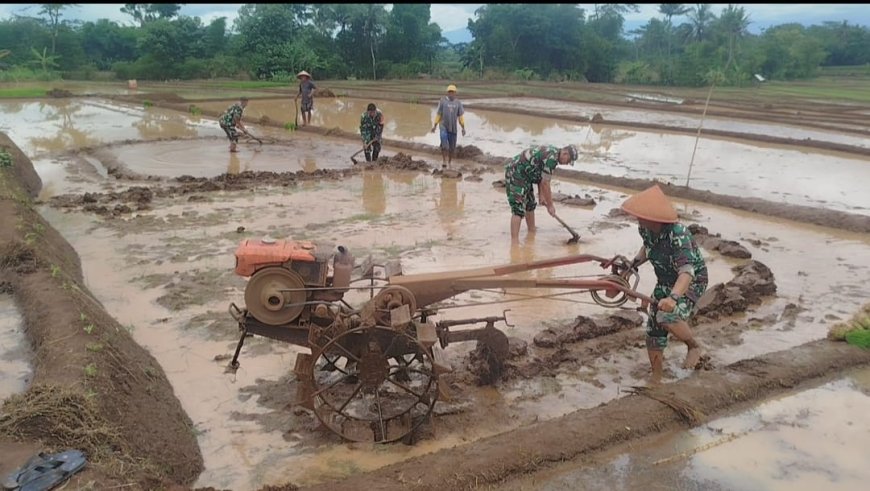 BABINSA BERGELUT DENGAN TRAKTOR OLAH LAHAN BERSAMA PETANI