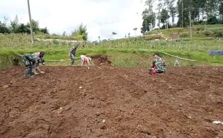 Olah Lahan Yang Baik Kunci Sukses Panen Melimpah Dan Maksimal Koramil Bantu Petani