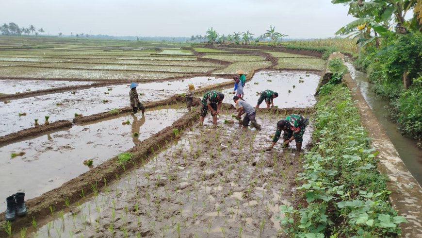 Babinsa Penanaman Padi Bersama Dengan Petani