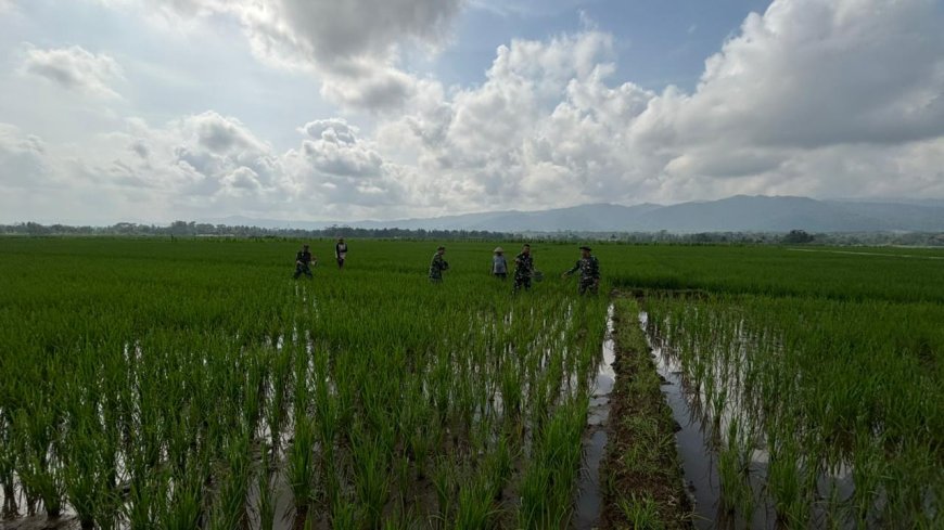 Danramil 02 Klampok Dampingi Petani Kalimandi, Dukung Ketahanan Pangan Nasional