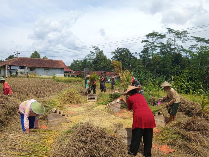 Danramil dan Babinsa Bersama petani Membantu Proses Panen Padi