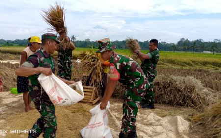 Koramil 09 Susukan Dampingi Panen Padi Kelompok Tani Trubus