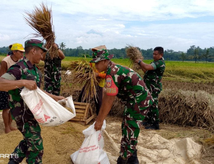 Koramil 09 Susukan Dampingi Panen Padi Kelompok Tani Trubus