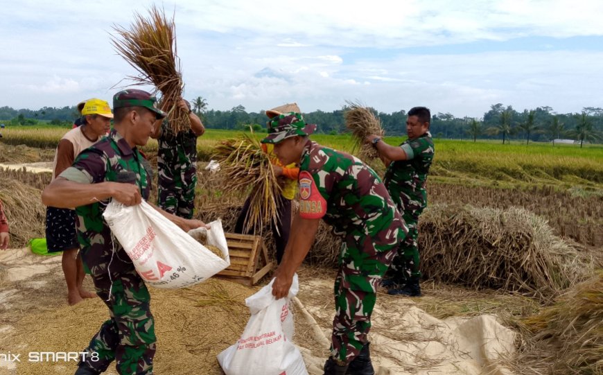 Koramil 09 Susukan Dampingi Panen Padi Kelompok Tani Trubus