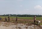 Babinsa Koramil 09 Susukan membantu petani dalam mengolah lahan