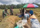 Danramil 11 Punggelan Pimpin Anggota Bantu Panen Padi Di Desa Badakarya