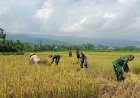 Babinsa Koramil 13 Banjarmangu Bantu POKTAN Panen  Padi di Desa Binaan