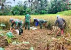 Sukseskan Swasembada Pangan Anggota Koramil 01 Banjarnegara Bantu Petani Panen Padi