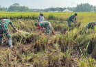 Babinsa Koramil 02 Klampok Dampingi Panen Padi Petani Desa Pagak Dukung Ketahanan Pangan Nasional