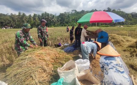 Danramil 11 Punggelan Pimpin Anggota Bantu Panen Padi Di Desa Badakarya