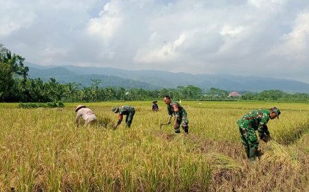 Babinsa Koramil 13 Banjarmangu Bantu POKTAN Panen  Padi di Desa Binaan