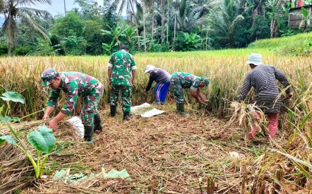 Sukseskan Swasembada Pangan Anggota Koramil 01 Banjarnegara Bantu Petani Panen Padi
