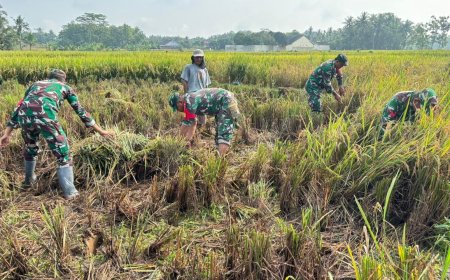 Babinsa Koramil 02 Klampok Dampingi Panen Padi Petani Desa Pagak Dukung Ketahanan Pangan Nasional