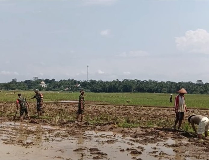 Babinsa Koramil 09 Susukan membantu petani dalam mengolah lahan