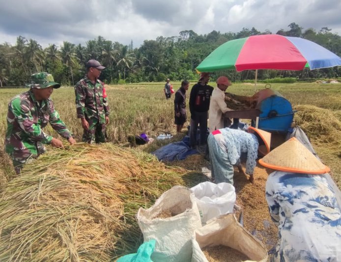 Danramil 11 Punggelan Pimpin Anggota Bantu Panen Padi Di Desa Badakarya